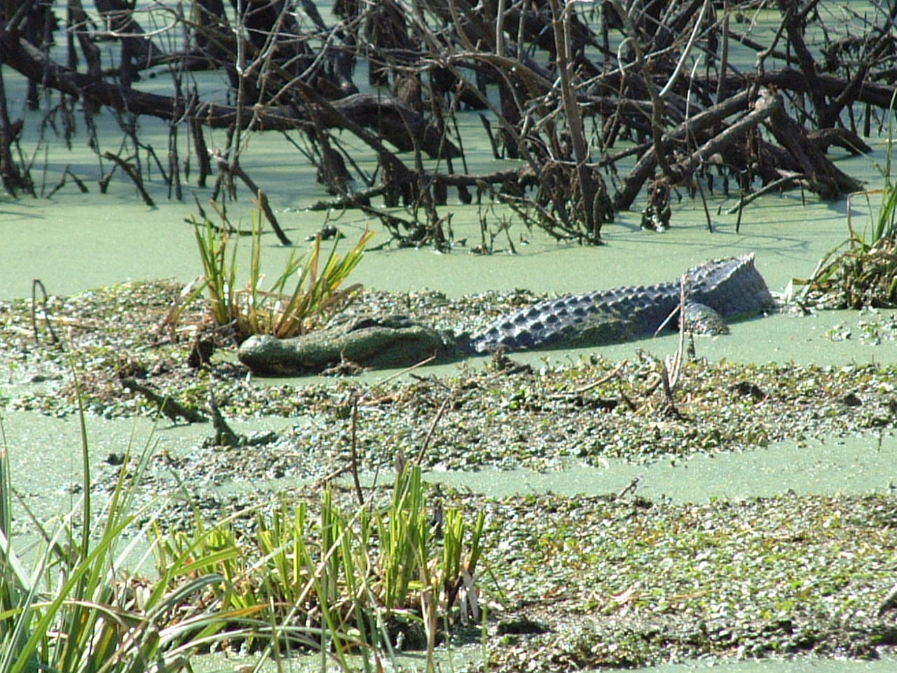 Alligator at Lake Martin
